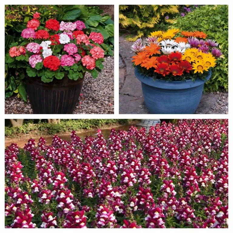 Buy AntiDust Roots Plants 120 Best Annuals For Flower Beds Collection