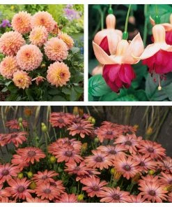 Roots Plants Begonias 12 Best Annuals For Flower Beds | Soft Shades | Jumbo Plug Plants