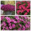 Roots Plants Busy Lizzies 12 Best Annuals For Hanging Baskets | Pink & Purple Shades | Jumbo Plug Plants 2 Roots Plants Busy Lizzies 12 Best Annuals For Hanging Baskets | Pink & Purple Shades | Jumbo Plug Plants