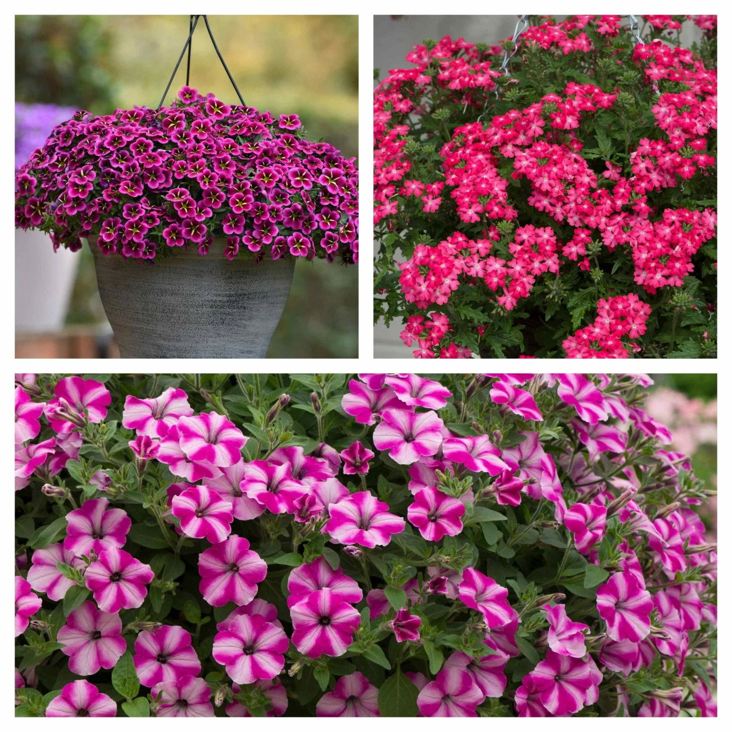 Roots Plants Busy Lizzies 12 Best Annuals For Hanging Baskets | Pink & Purple Shades | Jumbo Plug Plants 3 Roots Plants Busy Lizzies 12 Best Annuals For Hanging Baskets | Pink & Purple Shades | Jumbo Plug Plants
