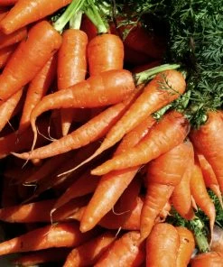 Roots Plants 10 Organic 'Early Nantes' Carrots Plants Root Vegetables 12 Roots Plants 10 Organic 'Early Nantes' Carrots Plants Root Vegetables