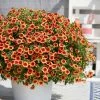 Roots Plants Calibrachoa Can Can 'Orange Punch' Jumbo Plug Plants Calibrachoas 1 Roots Plants Calibrachoa Can Can 'Orange Punch' Jumbo Plug Plants Calibrachoas