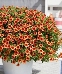 Roots Plants Calibrachoa Can Can 'Orange Punch' Jumbo Plug Plants Calibrachoas