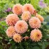 Roots Plants Dahlia Gardenetta 'Peach' Jumbo Plug Plants