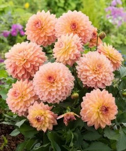 Roots Plants Dahlia Gardenetta 'Peach' Jumbo Plug Plants