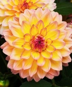 Roots Plants Dahlia Gardenetta 'Peach' Jumbo Plug Plants