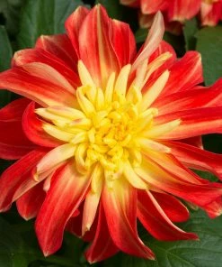 Roots Plants Dahlias 12 Annuals For Pots | The Waterloo Sunset Collection | Petunia, Dahlia & Begonia