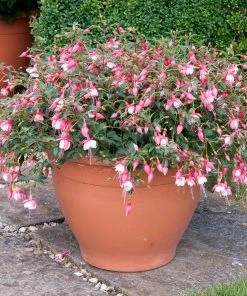 Roots Plants Fuchsias Fuchsia 'Patio Princess' Jumbo Plug Plants