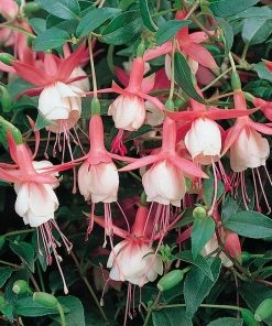 Roots Plants Fuchsias Fuchsia 'Patio Princess' Jumbo Plug Plants
