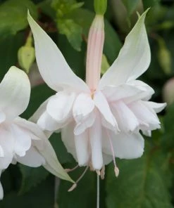 Roots Plants Fuchsia Southern Belle 'Pink Marshmallow' Jumbo Plug Plants Fuchsias
