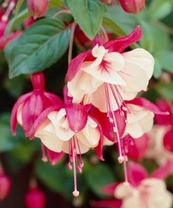 Roots Plants Fuchsia 'Swingtime' Jumbo Plug Plants Fuchsias