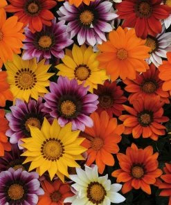 Roots Plants 40 Gazania 'Sunburst' Collection Plug Plants