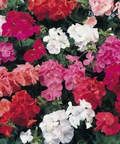 Roots Plants 40 Geranium 'Show Stopper' Collection Plug Plants