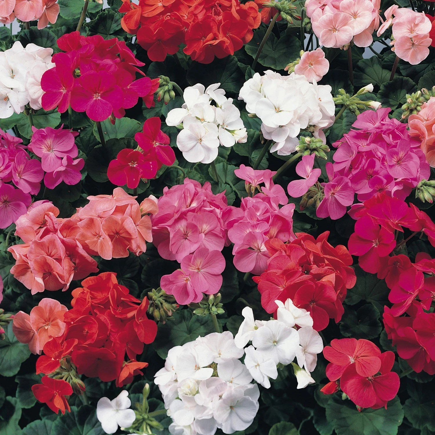 Roots Plants 40 Geranium 'Show Stopper' Collection Plug Plants 4 Roots Plants 40 Geranium 'Show Stopper' Collection Plug Plants