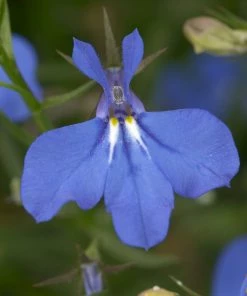 Roots Plants Lobelia Waterfall 'Blue Improved' Jumbo Plug Plants 7 Roots Plants Lobelia Waterfall 'Blue Improved' Jumbo Plug Plants