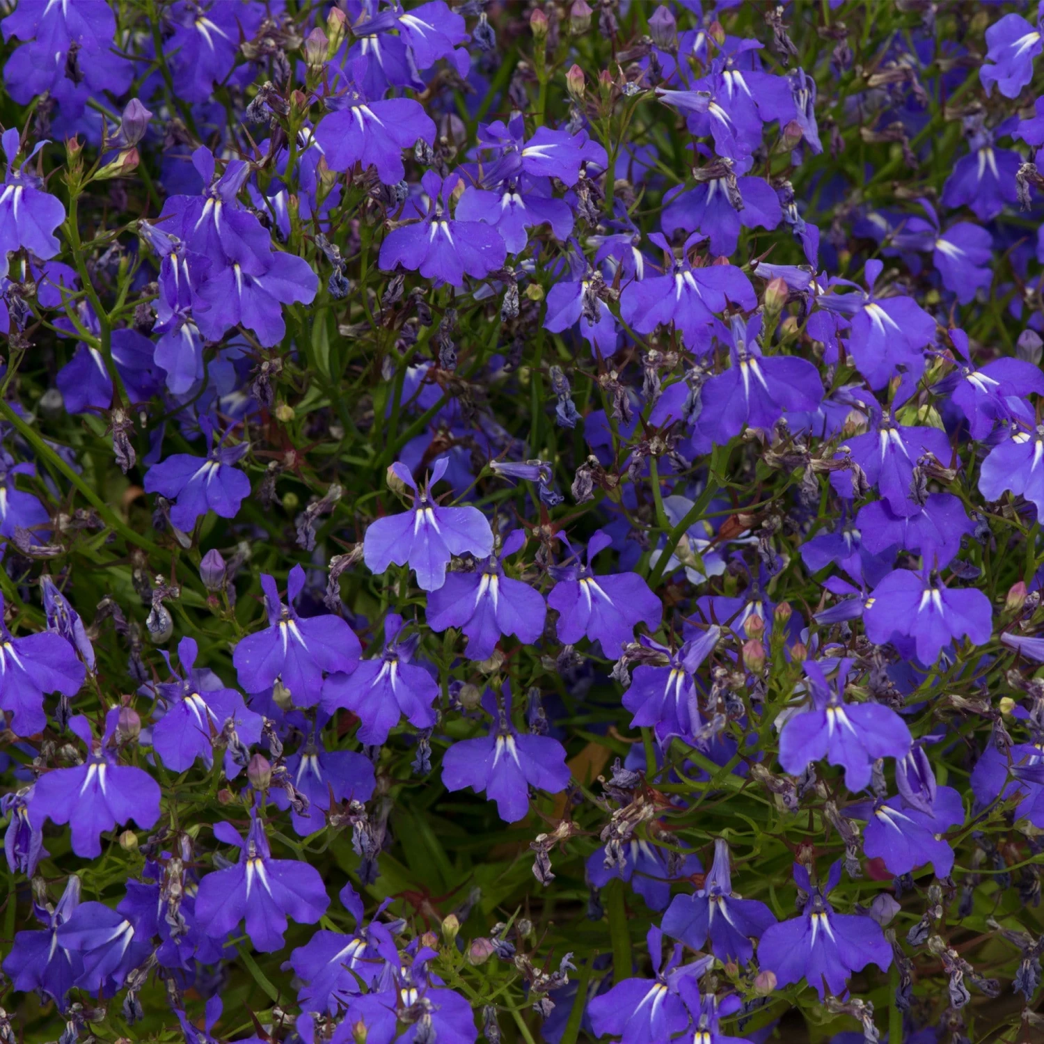 Roots Plants Lobelia Waterfall 'Blue Improved' Jumbo Plug Plants 5 Roots Plants Lobelia Waterfall 'Blue Improved' Jumbo Plug Plants