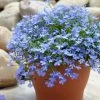 Roots Plants 40 Lobelia 'Blue Fountain' Plug Plants 1 Roots Plants 40 Lobelia 'Blue Fountain' Plug Plants