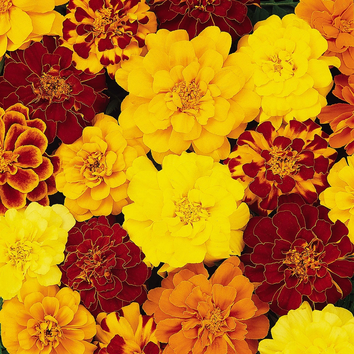 Roots Plants All Annual Bedding 40 Mixed Marigold 'French Fancy' Plug Plants 3 Roots Plants All Annual Bedding 40 Mixed Marigold 'French Fancy' Plug Plants