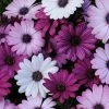 Roots Plants Mixed Osteospermum 'Berries & Cream' Jumbo Plug Plants | Akila F1 Series 1 Roots Plants Mixed Osteospermum 'Berries & Cream' Jumbo Plug Plants | Akila F1 Series