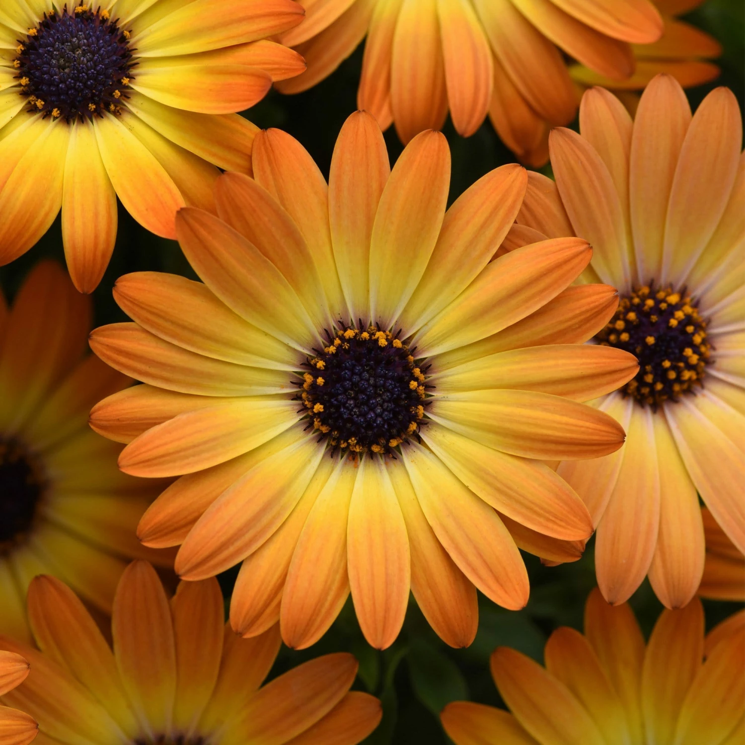 Roots Plants Osteospermum 'Serenity Sunshine Beauty' Jumbo Plug Plants 5 Roots Plants Osteospermum 'Serenity Sunshine Beauty' Jumbo Plug Plants