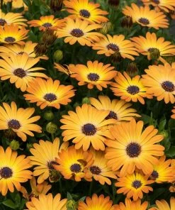 Roots Plants Osteospermum'Serenity Sunshine Beauty' Jumbo Plug Plants