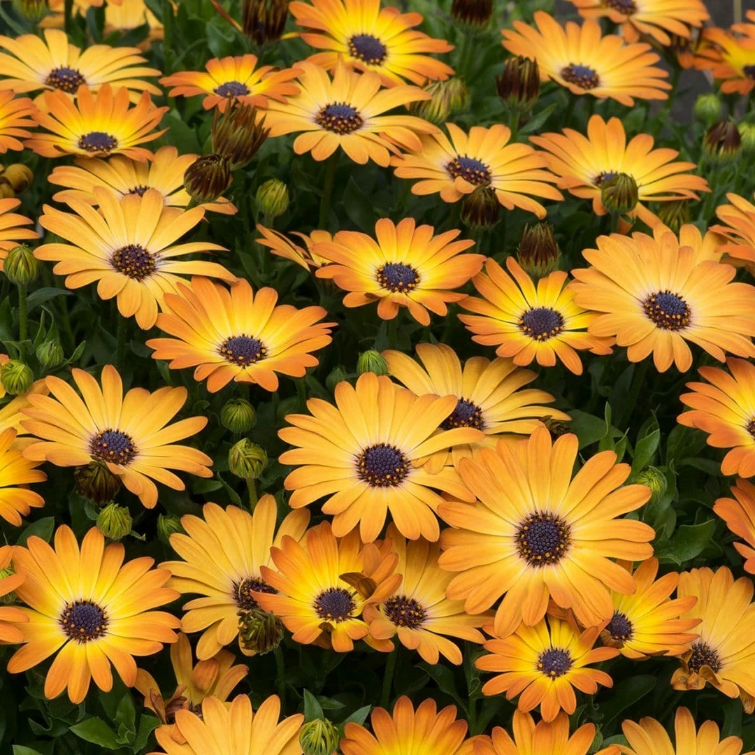 Roots Plants Osteospermum 'Serenity Sunshine Beauty' Jumbo Plug Plants 3 Roots Plants Osteospermum 'Serenity Sunshine Beauty' Jumbo Plug Plants