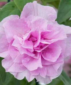 Roots Plants Petunias 12 Best Trailing Annuals For Hanging Baskets | Jumbo Plug Plants