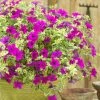 Roots Plants Petunias Petunia Surfinia 'Purple Variegated' Jumbo Plug Plants 2 Roots Plants Petunias Petunia Surfinia 'Purple Variegated' Jumbo Plug Plants