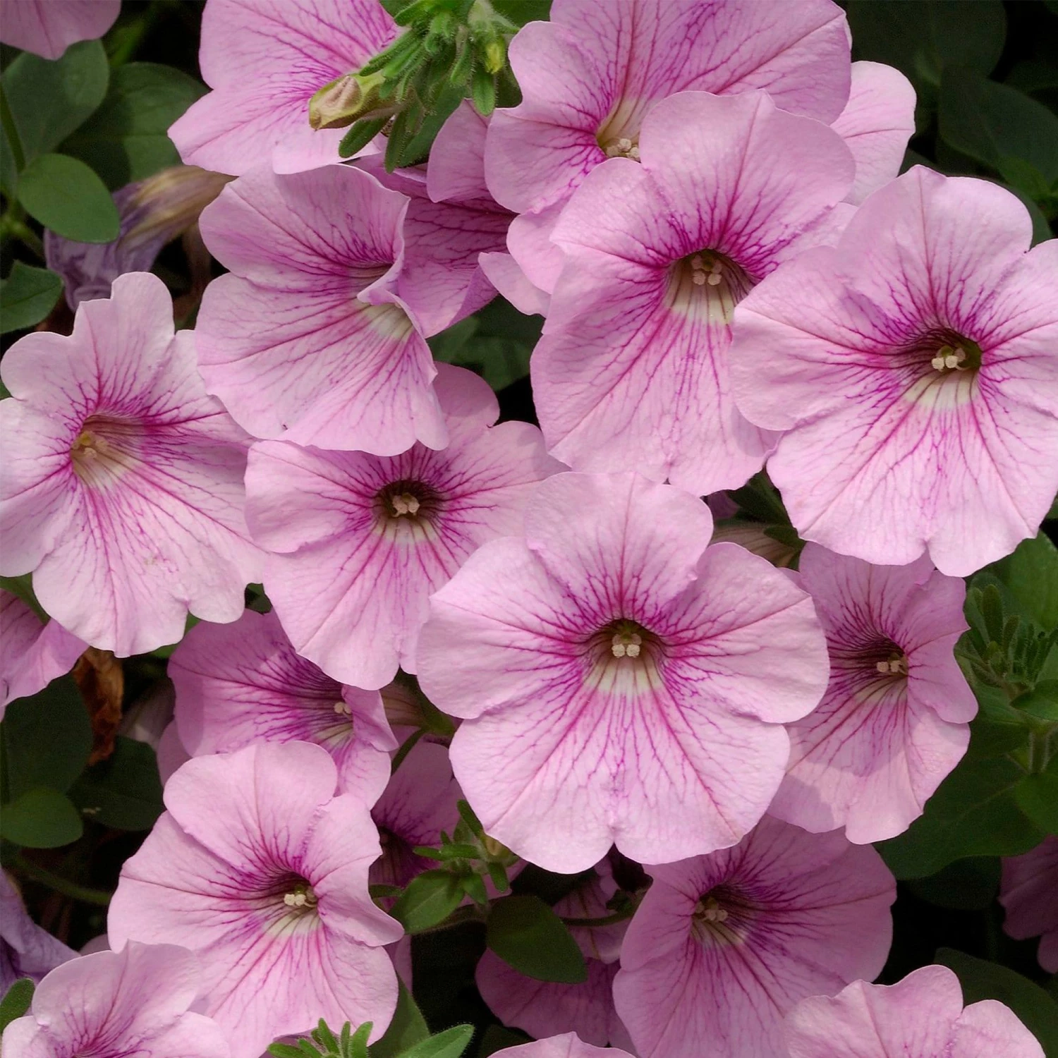 Roots Plants Petunia Surfinia 'Sweet Pink' Jumbo Plug Plants Petunias 4 Roots Plants Petunia Surfinia 'Sweet Pink' Jumbo Plug Plants Petunias