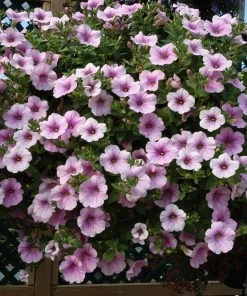 Roots Plants Petunia Surfinia'Sweet Pink' Jumbo Plug Plants Petunias