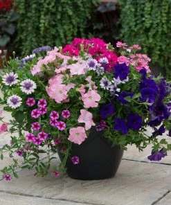 Roots Plants All Annual Bedding Sophistication' | Instant Designer Container