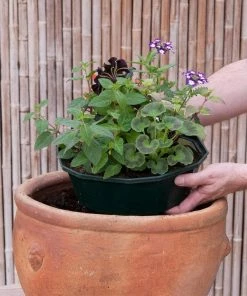 Roots Plants All Annual Bedding Sophistication' | Instant Designer Container