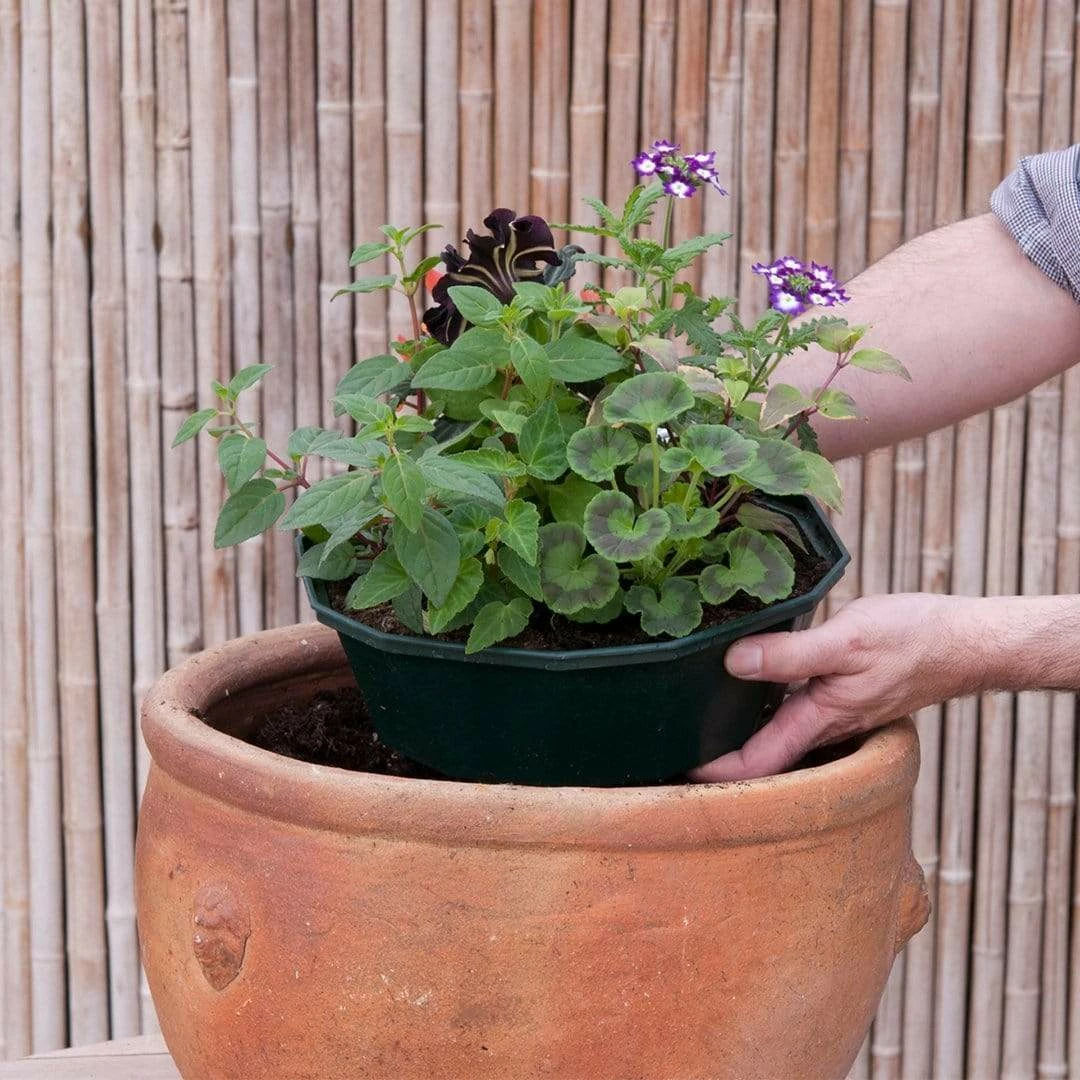 Roots Plants Effortless Chic' | Instant Designer Hanging Basket 6 Roots Plants Effortless Chic' | Instant Designer Hanging Basket