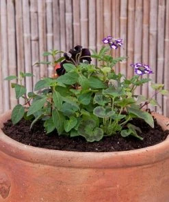 Roots Plants All Annual Bedding Sophistication' | Instant Designer Hanging Basket