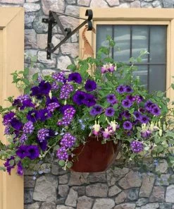 Roots Plants Sea Blues' | Instant Designer Hanging Basket