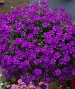 Roots Plants 12 Annuals For Pots | The Amethyst And Topaz Collection | Begonia, Osteospermum & Verbena