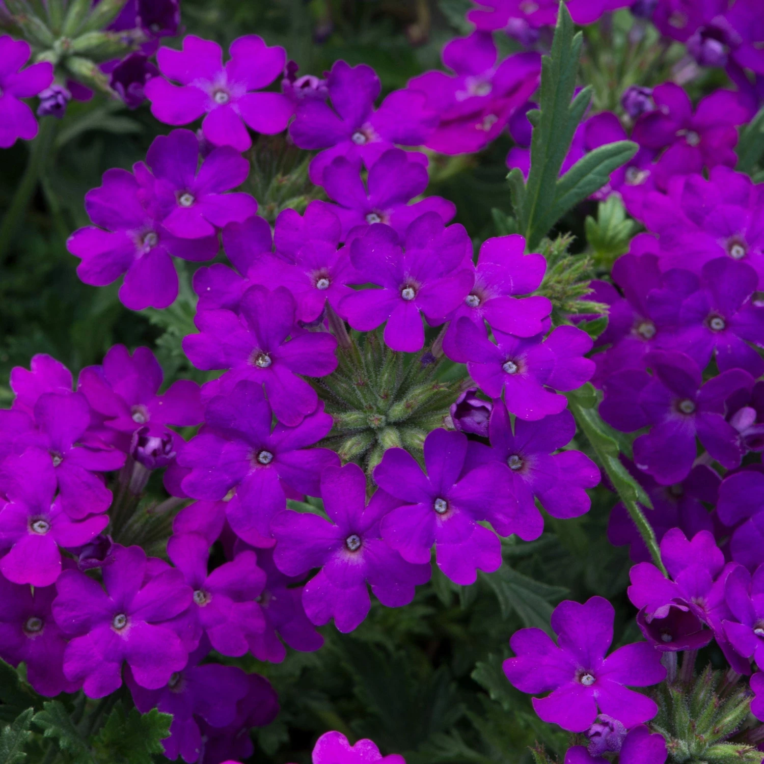 Roots Plants Verbenas 12 Annuals For Hanging Baskets | The Ruby And Sapphire Collection | Geranium, Petunia & Verbena 8 Roots Plants Verbenas 12 Annuals For Hanging Baskets | The Ruby And Sapphire Collection | Geranium, Petunia & Verbena