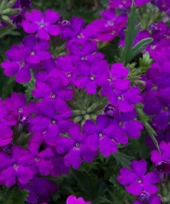 Roots Plants 12 Annuals For Pots | The Amethyst And Topaz Collection | Begonia, Osteospermum & Verbena