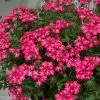 Roots Plants Verbena 'Enchantment Coral' Jumbo Plug Plants