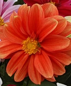 Roots Plants 40 Mixed Dahlia 'Figaro' Plug Plants Dahlias