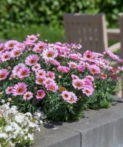 Roots Plants Argyranthemum Grandaisy 'Pink Halo' Jumbo Plug Plants All Annual Bedding