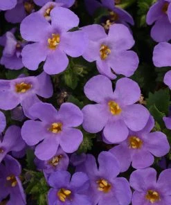 Roots Plants Dahlias 12 Annuals For Pots | The Summer Serenity Collection | Petunia, Bacopa & Dahlia 7 Roots Plants Dahlias 12 Annuals For Pots | The Summer Serenity Collection | Petunia, Bacopa & Dahlia