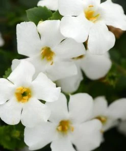 Roots Plants Bacopa 'Megacopa White' Jumbo Plug Plants
