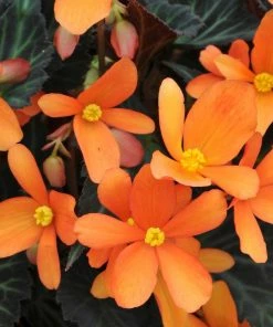 Roots Plants 12 Annuals For Pots | The Amethyst And Topaz Collection | Begonia, Osteospermum & Verbena