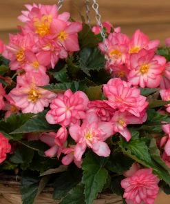 Roots Plants Begonia Nonstop® Joy 'Rose Picotee' Jumbo Plug Plants
