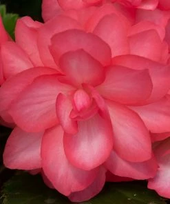 Roots Plants Begonia Nonstop® Joy 'Rose Picotee' Jumbo Plug Plants