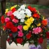 Roots Plants Mixed Begonia Nonstop® Jumbo Plug Plants Begonias 2 Roots Plants Mixed Begonia Nonstop® Jumbo Plug Plants Begonias
