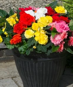 Roots Plants Mixed Begonia Nonstop® Jumbo Plug Plants Begonias