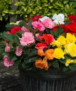Roots Plants Mixed Begonia Nonstop® Jumbo Plug Plants Begonias