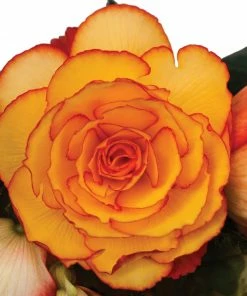 Roots Plants Begonia On Top 'Sunglow' Jumbo Plug Plants 9 Roots Plants Begonia On Top 'Sunglow' Jumbo Plug Plants